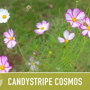 Candystripe Cosmos Flower Seeds - Heirloom, Non-GMO image 7