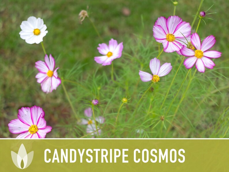 Candystripe Cosmos Flower Seeds - Heirloom, Non-GMO image 7