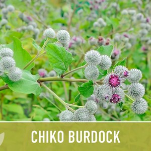 Chiko Burdock Seeds - Heirloom Seeds, Medicinal Herb Seeds, Culinary ...