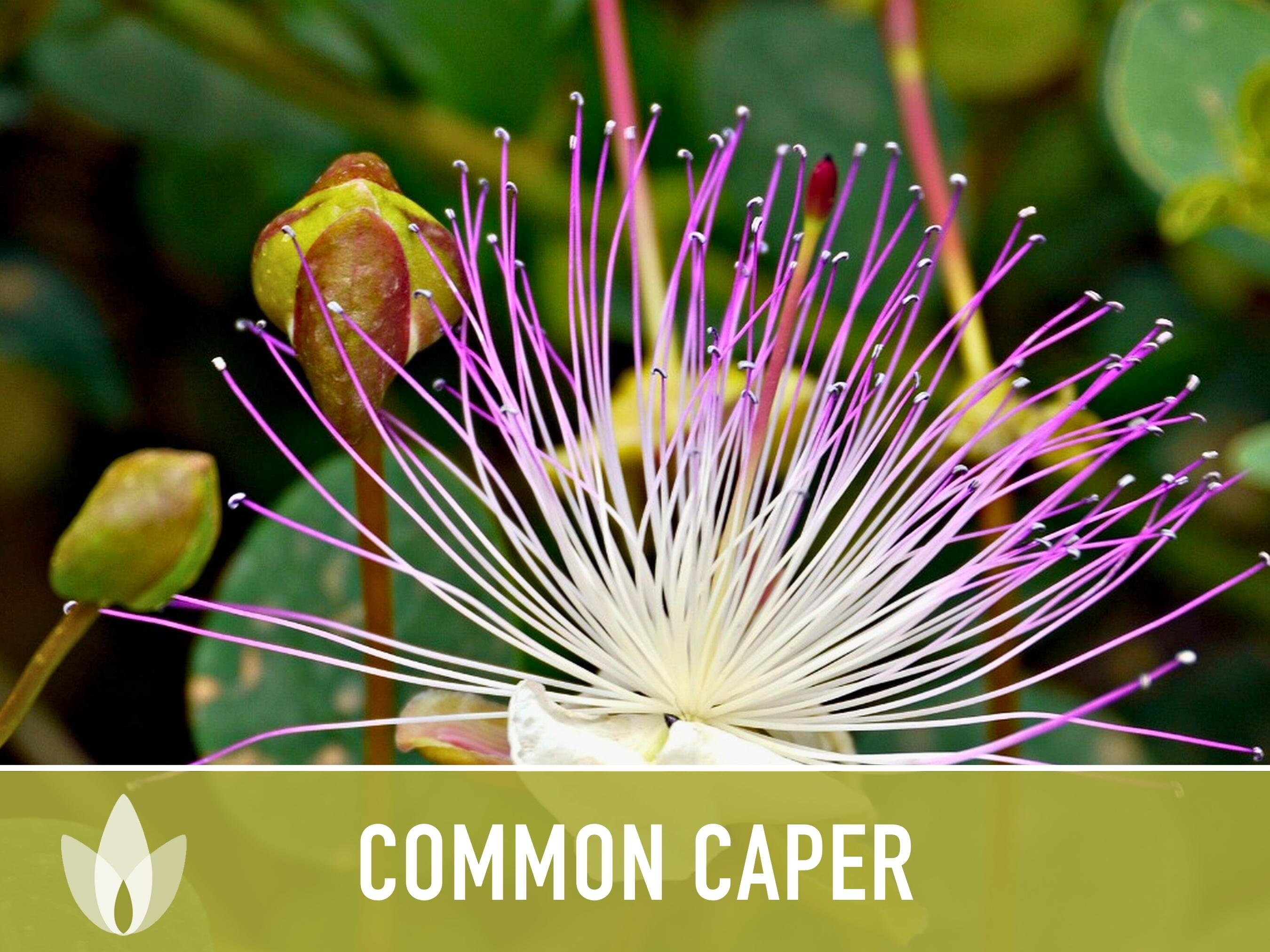 Capers (Caper Bush) Seeds - Medterranean Culnary Herb - Herloom