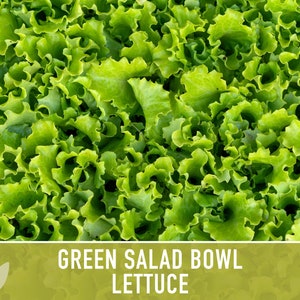 Green Salad Bowl Lettuce Heirloom Seeds image 2