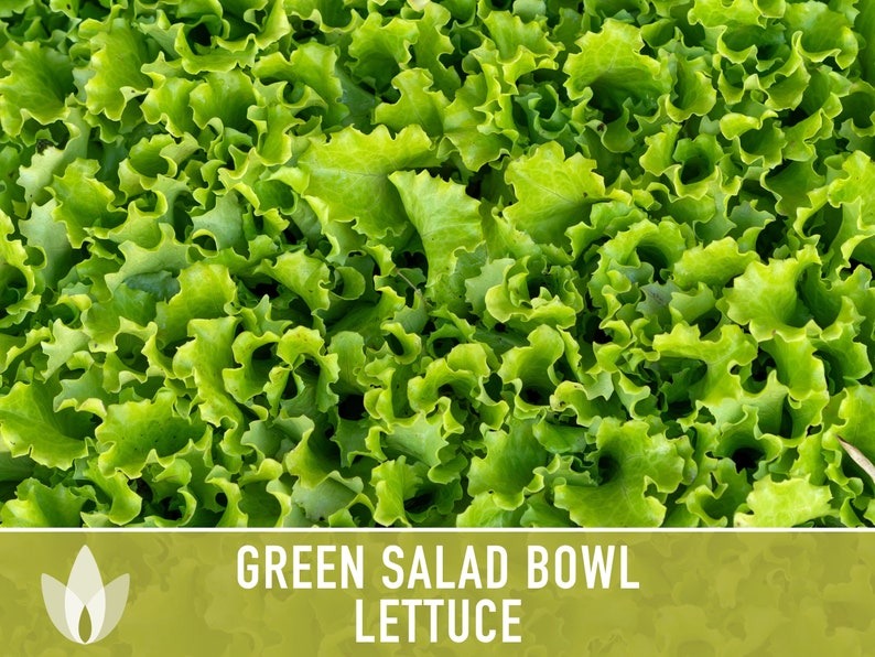 Green Salad Bowl Lettuce Heirloom Seeds image 2