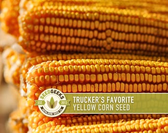 Trucker's Yellow Dent Corn Heirloom Seeds, Non-GMO, 25 Seeds