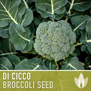 Di Cicco Broccoli Seeds - Heirloom, Organic, Non-GMO image 4