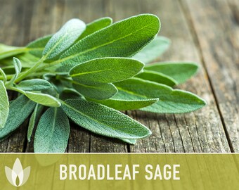Sage, Broadleaf Herb Heirloom Seeds