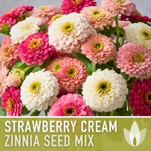 Zinnia, Strawberry Cream Mix Heirloom Seeds - Flower Seeds, Flower Mix, Lemon Zinnia, Mixed Zinnia, Wedding Flowers