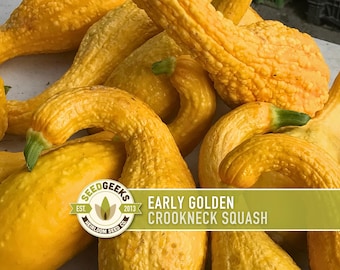 May include: Close-up of several Early Golden Crookneck squash. The squash are a bright yellow color with a curved neck and textured skin. The image includes a logo that says "Seed Geeks" and "Early Golden Crookneck Squash."