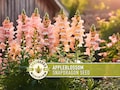 Appleblossom Snapdragon Seeds | 100+ Seeds, Heirloom Cottage Garden, Nectar Flowers, Border Plant, Antirrhinum majus