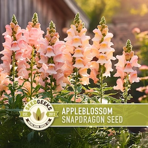 Appleblossom Snapdragon Seeds | 100+ Seeds, Heirloom Cottage Garden, Nectar Flowers, Border Plant, Antirrhinum majus