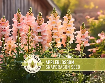 Appleblossom Snapdragon Seeds | 100+ Seeds, Heirloom Cottage Garden, Nectar Flowers, Border Plant, Antirrhinum majus