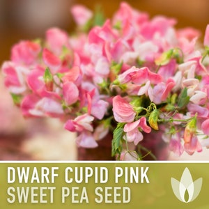 Sweet Pea, Cupid Pink Flower Seeds - Heirloom Seeds, Dwarf Flower Seeds, Fragrant Flower, Pollinator Garden, Open Pollinated, Non-GMO