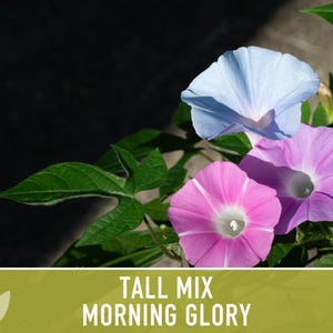 Morning Glory Tall Mix Heirloom Seeds, Ipomoea Purpurea image 10