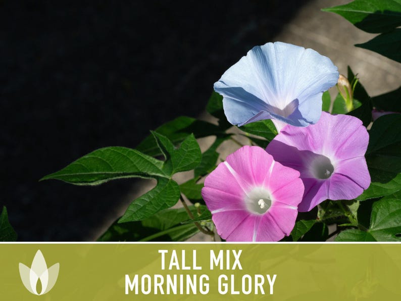 Morning Glory Tall Mix Heirloom Seeds, Ipomoea Purpurea image 10