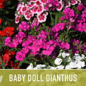 Baby Doll Dianthus Flower Seeds Heirloom Seeds, Chinese Pinks, Edible Flower Seeds, Ground Cover, Open Pollinated, Non-GMO image 9