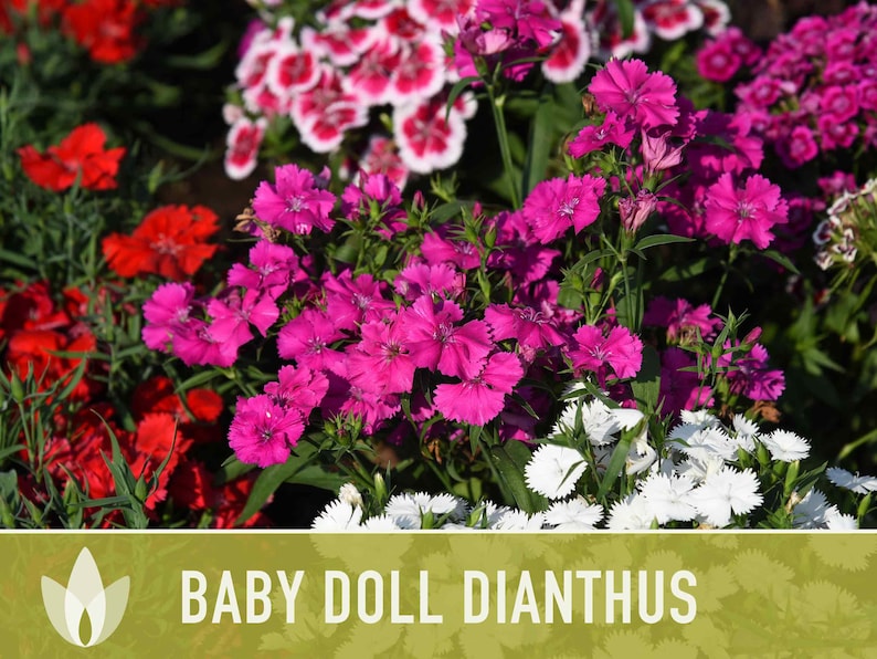 Baby Doll Dianthus Flower Seeds Heirloom Seeds, Chinese Pinks, Edible Flower Seeds, Ground Cover, Open Pollinated, Non-GMO image 9