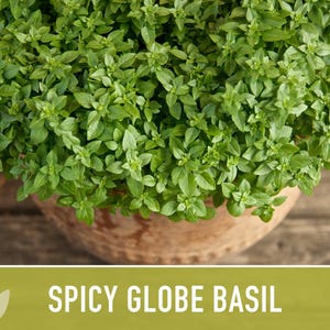 Spicy Globe Basil Seeds - Heirloom, Culinary Herb afbeelding 4