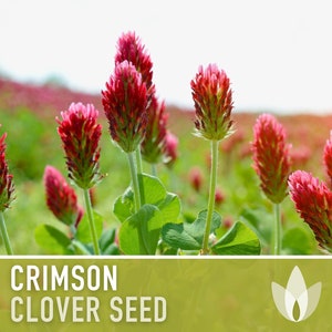 May include: A field of crimson clover in bloom. The flowers are a vibrant red and the leaves are a bright green. The text "CRIMSON CLOVER SEED" is displayed at the bottom of the image.