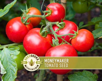 Moneymaker Tomato Seeds – Heirloom, High Yield, Non-GMO