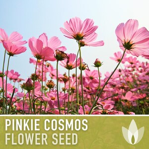Semillas de flor Pinkie Cosmos, reliquia, aptas para polinizadores imagen 4