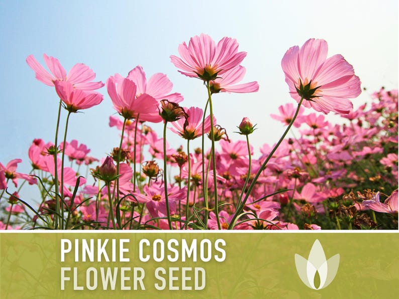Semillas de flor Pinkie Cosmos, reliquia, aptas para polinizadores imagen 4