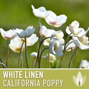 White Linen California Poppy Heirloom Seeds - Flower Seeds, Cool Weather Seeds, Flowers, Cool Season Flowers, Annual, White flowers