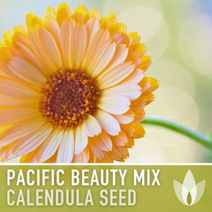 Calendula Pacific Beauty Flower Seeds – Heirloom Cottage Garden image 5