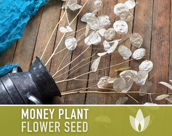 Money Plant Flower Seeds - Heirloom Seeds, Lunaria Seeds, Silver Dollar Seeds, Honesty Seeds, Cut Flowers, Pollinator Garden, OP, Non-GMO