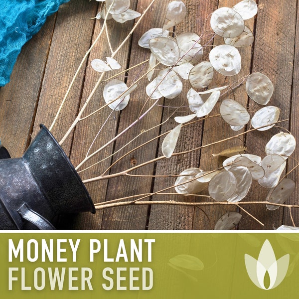 Money Plant Flower Seeds - Heirloom Seeds, Lunaria Seeds, Silver Dollar Seeds, Honesty Seeds, Cut Flowers, Pollinator Garden, OP, Non-GMO