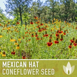 Mexican Hat Coneflower Seeds Heirloom Seeds, Native Wildflower, Prairie Coneflower, Pollinator Friendly, Ratibida Columnifera, Non-GMO image 7