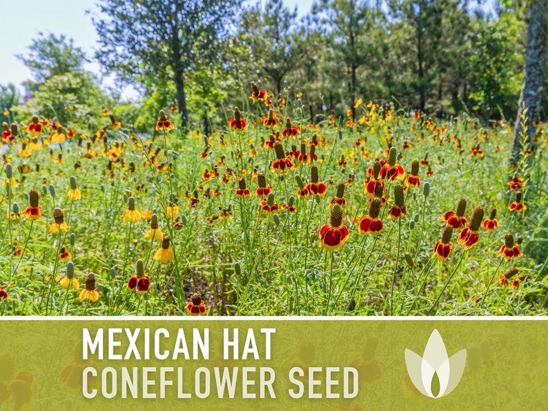 Mexican Hat Coneflower Seeds Heirloom Seeds, Native Wildflower, Prairie Coneflower, Pollinator Friendly, Ratibida Columnifera, Non-GMO image 7