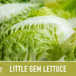 Little Gem Lettuce Heirloom Seeds Sucrine, Sugar Cos, Butterhead, Fresh Salad Garden, Open Pollinated, Non-GMO Bild 4