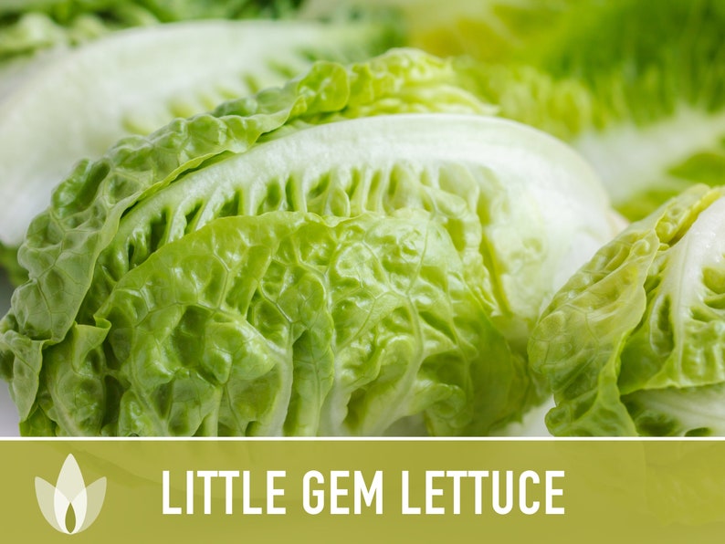 Little Gem Lettuce Heirloom Seeds Sucrine, Sugar Cos, Butterhead, Fresh Salad Garden, Open Pollinated, Non-GMO Bild 4