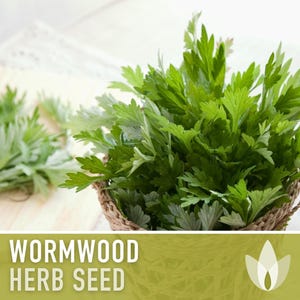 Wormwood Organic Medicinal Herb Seeds - Artemisia Absinthium, Heirloom, Non-GMO immagine 10