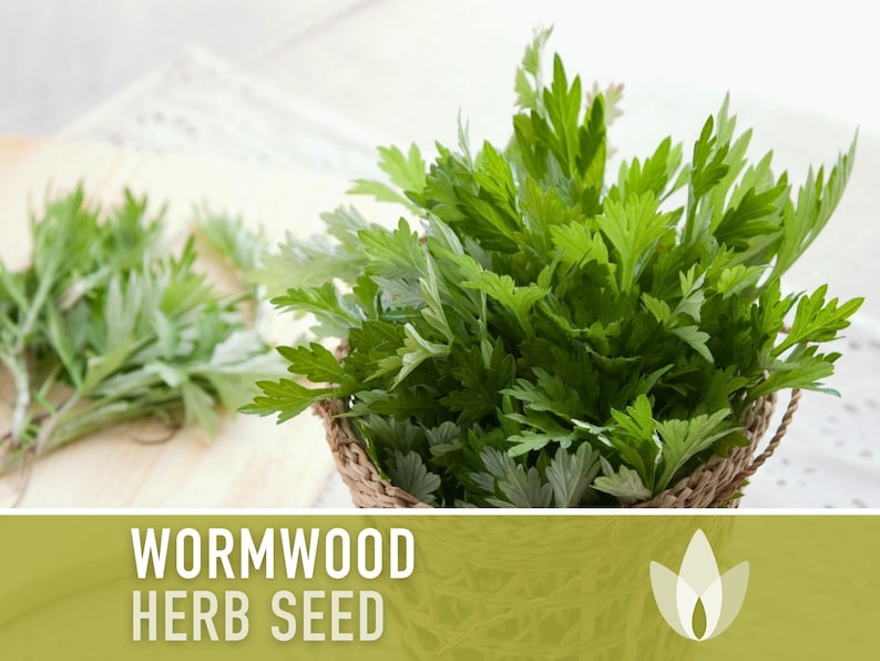 Wormwood Organic Medicinal Herb Seeds - Artemisia Absinthium, Heirloom, Non-GMO immagine 10