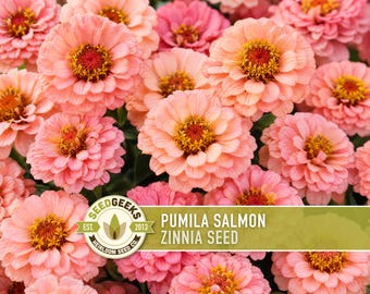 Pumila Salmon Zinnia Flower Seed | Compact Salmon-pink Blooms, Disease Resistant | Zinnia elegans