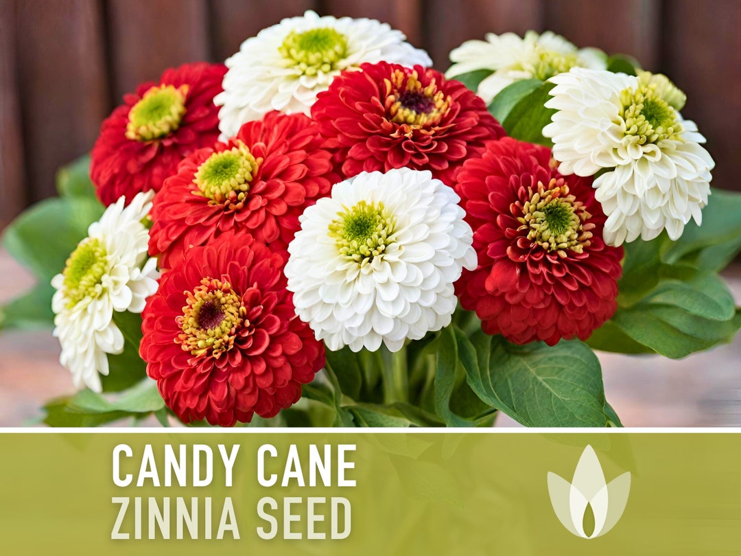 Zinnia, Candy Cane Mix Flower Seeds Heirloom Seeds, Festive Red & White