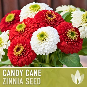 May include: A bouquet of Candy Cane Zinnia seeds, featuring red and white flowers with green centers. The flowers are arranged in a cluster, with the text "CANDY CANE ZINNIA SEED" displayed below.