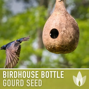 Birdhouse Bottle Gourd Seeds - Heirloom Seeds, Vining Squash Seeds, Bottle Gourd, Open Pollinated, Non-GMO