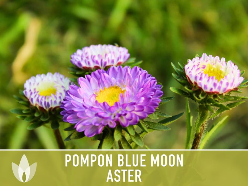 Blue Moon Aster Seeds | 30+ Seeds, Heirloom Pompon, Vibrant Cut Flowers | Callistephus chinensis image 6