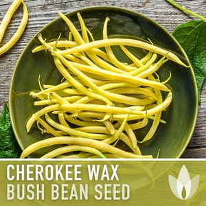 Cherokee Wax Bush Bean Seeds - Heirloom, Frozen Beans, Canned Beans, Open Pollinated, Non-GMO