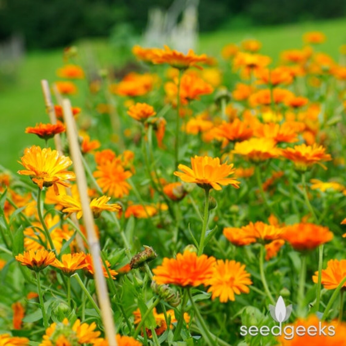Calendula Ball's Orange Heirloom Seeds Flower Seeds Etsy