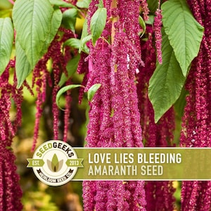 a close-up view of a plant with long, pink seed pods hanging from its branches. The plant appears to be amaranth, as indicated by the text "SEEDGEEKS EST. HERIOMO SEED CO. LOVE LIES BLEDING AMARANTH SEED".