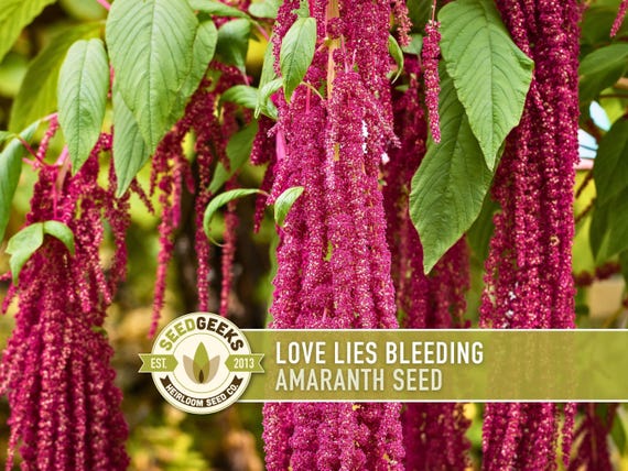 Love Lies Bleeding Amaranth Heirloom Seeds