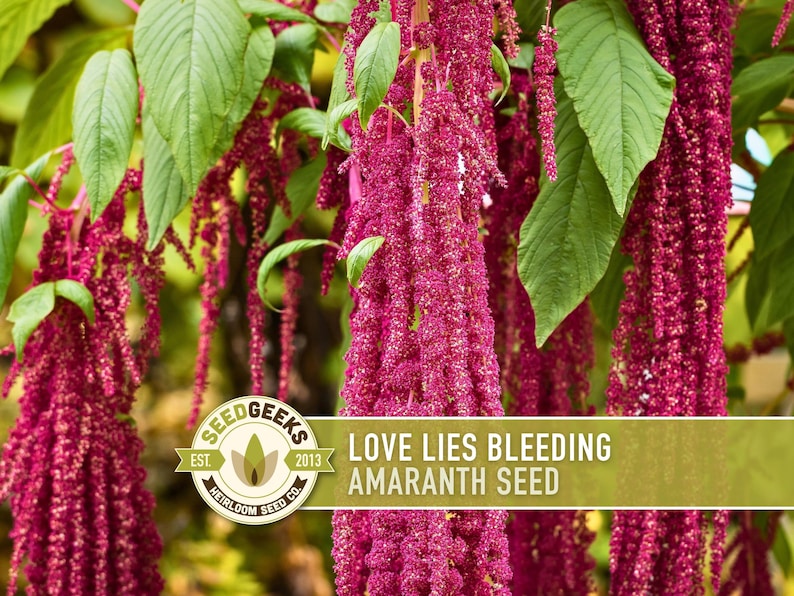 a close-up view of a plant with long, pink seed pods hanging from its branches. The plant appears to be amaranth, as indicated by the text "SEEDGEEKS EST. HERIOMO SEED CO. LOVE LIES BLEDING AMARANTH SEED".