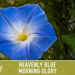 Morning Glory, Heavenly Blue Heirloom Seeds, Flower Seeds, Vine image 10