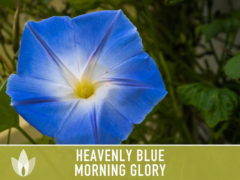 Morning Glory, Heavenly Blue Heirloom Seeds, Flower Seeds, Vine image 10