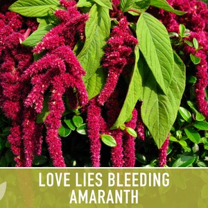 Semillas tradicionales de amaranto sangrante Love Lies imagen 4