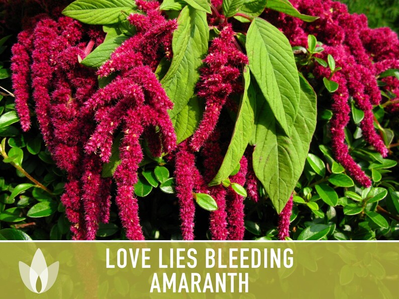 Semillas tradicionales de amaranto sangrante Love Lies imagen 4
