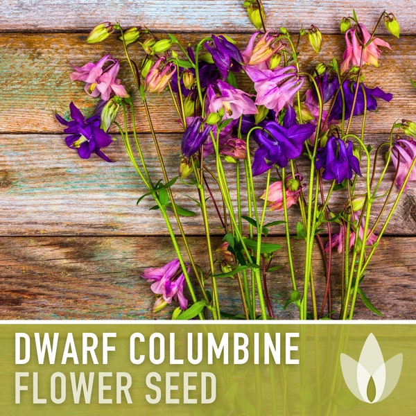 Dwarf Columbine Flower Seeds - Heirloom Seeds, Container Garden, Hanging Flowers, Cut Flower Seeds, Open Pollinated, Non-GMO