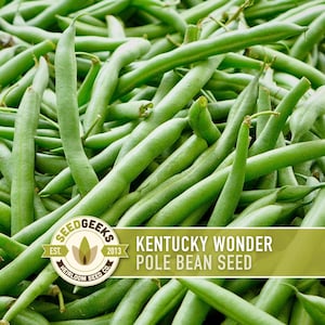 Kentucky Wonder Pole Bean Heirloom Seeds, 50 Seeds